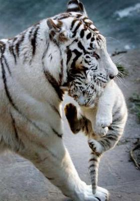 Bengalse tiger