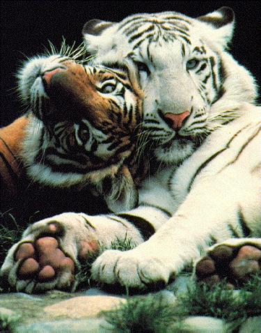 oranje en witte Bengaalse tijger