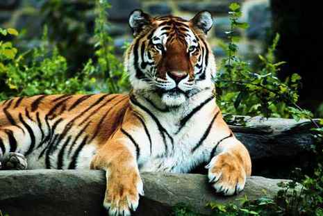 siberische tijger